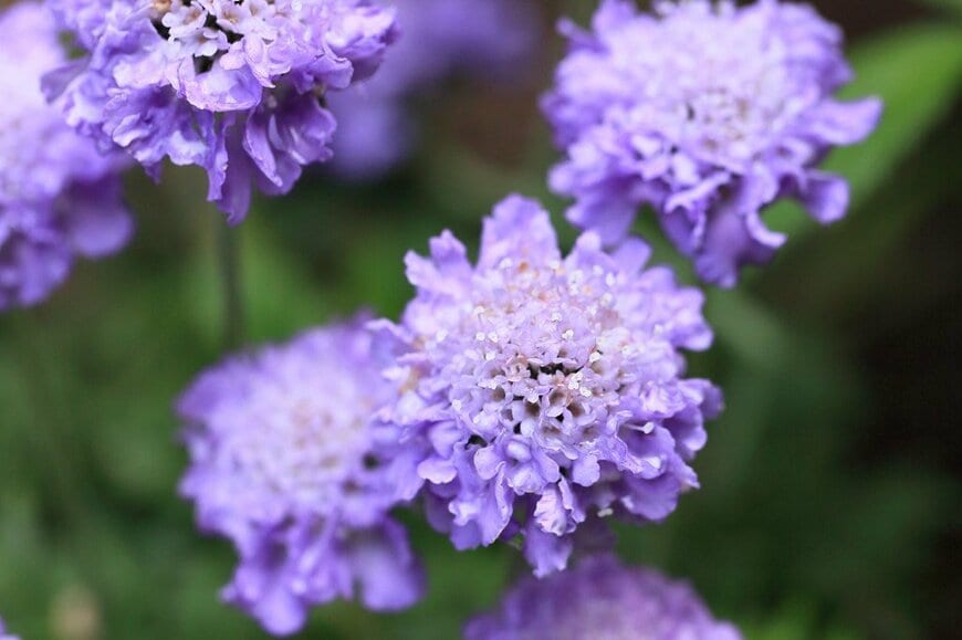 淡い青紫色の花を咲かせている、スカビオサ
