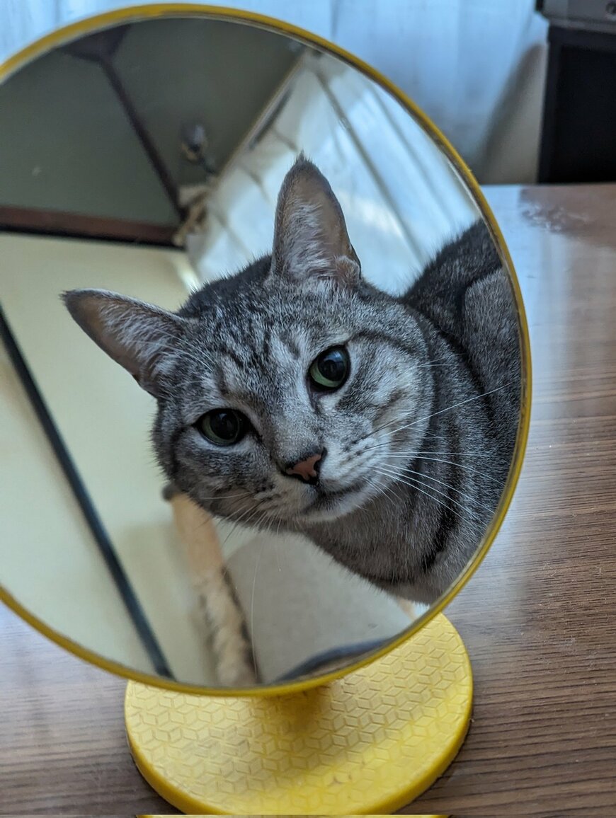 鏡をのぞき込む猫