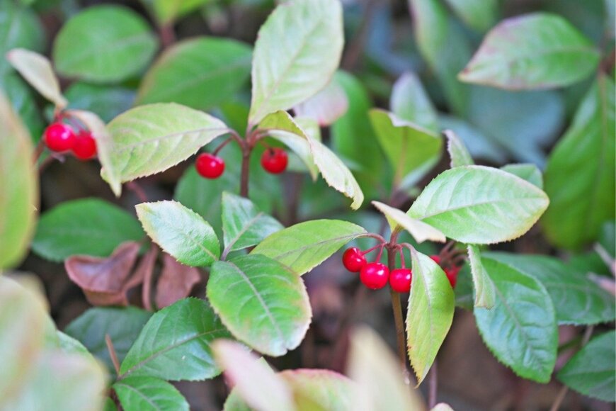 ヤブコウジ。赤い実がついている