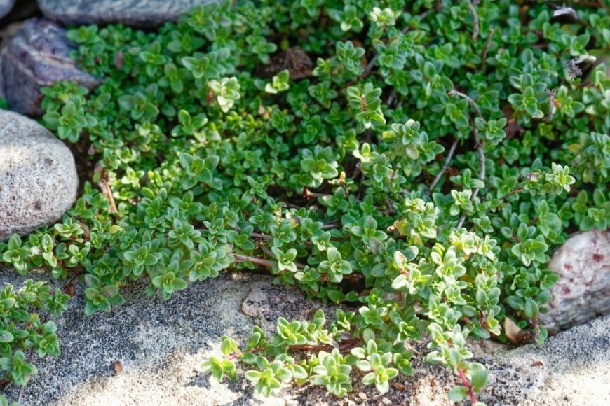 タイムの細かい緑色の葉が繁っている