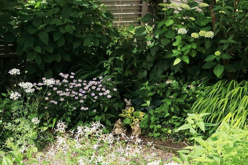 アジサイ、アスチルベ、ミヤコワスレなどが咲く、筆者の半日陰の庭