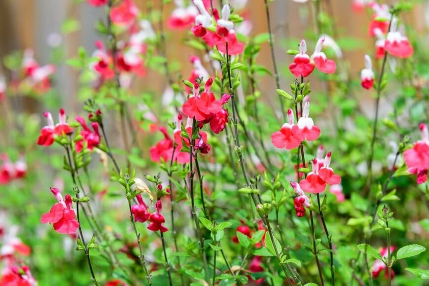 チェリーセージの花。色は赤と白のツートンカラー。