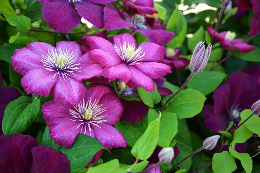 紫のクレマチスの花。大輪が咲いている。