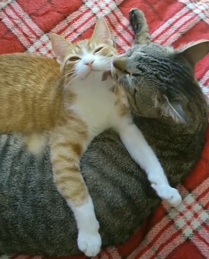2匹の猫
