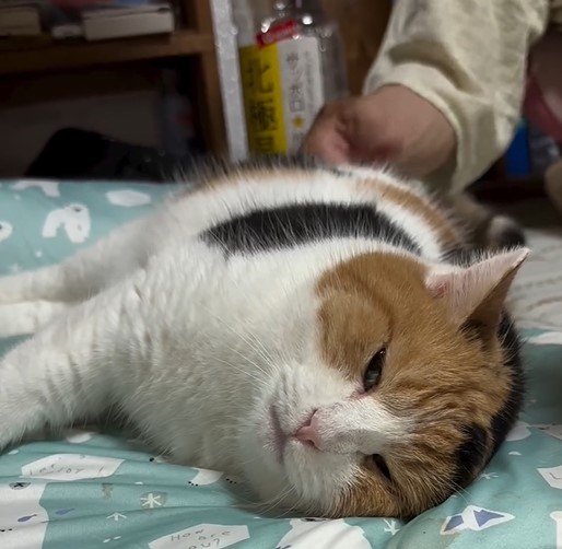 ポンポンされる猫