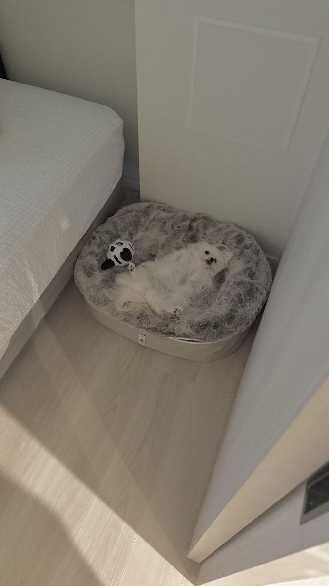 ベッドにいる犬