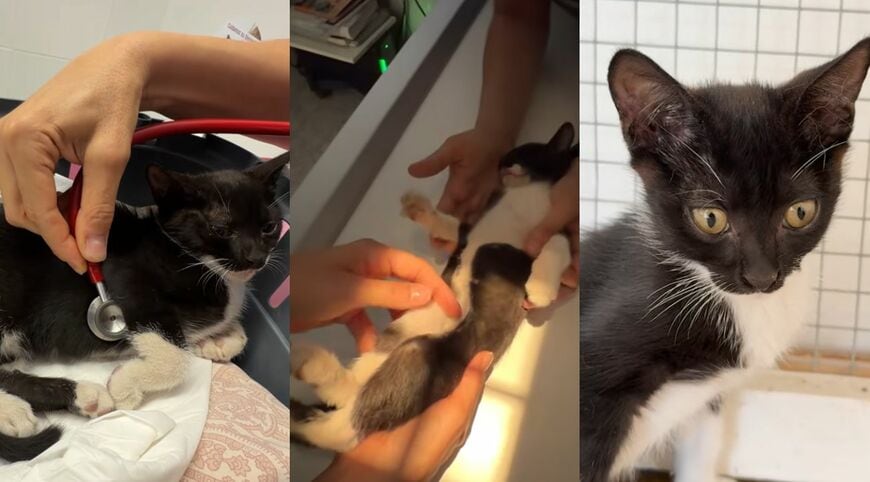 出所：<u><a href="https://www.youtube.com/watch?v=W19iRYlv6AM" target="_blank">@ExtremeAnimalRescue</a></u>