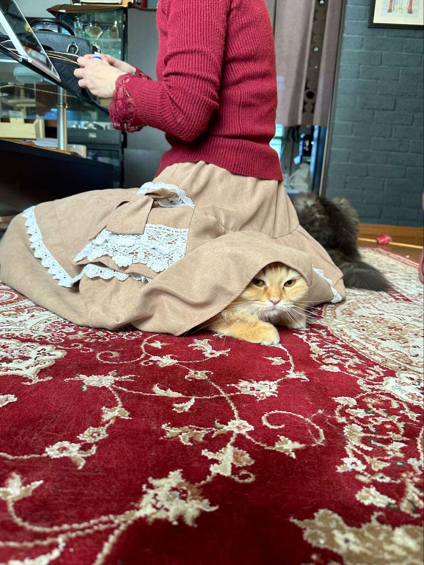 スカートに隠れる猫