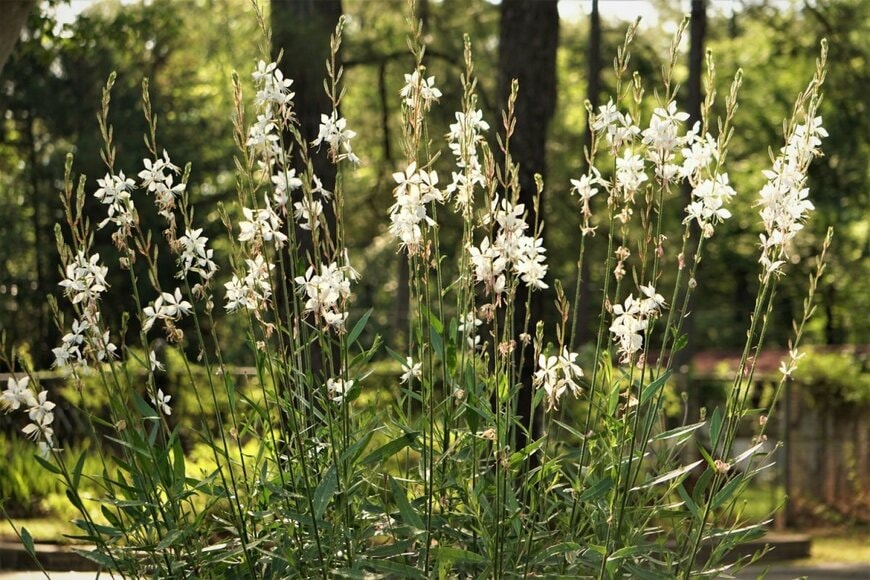 長く伸ばした花茎に白い花を咲かせているガウラ