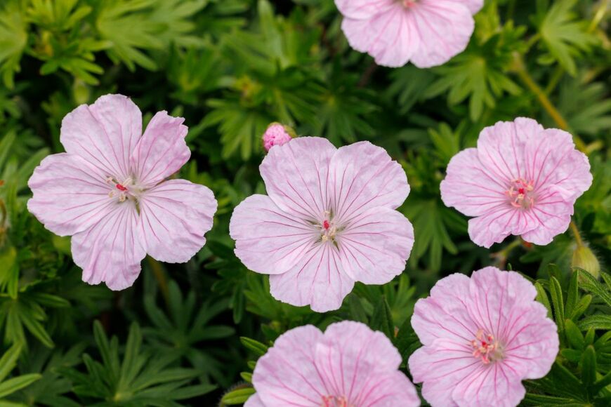 可憐な花と繊細な葉が美しい「ゲラニウム」