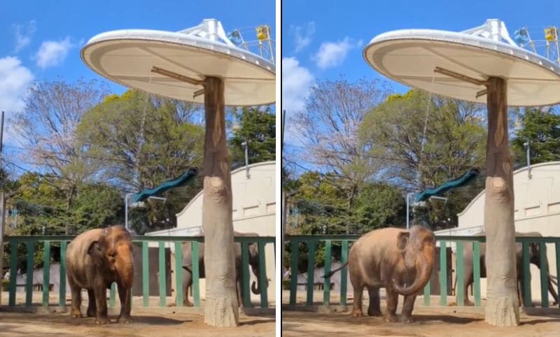 神戸市立王子動物園