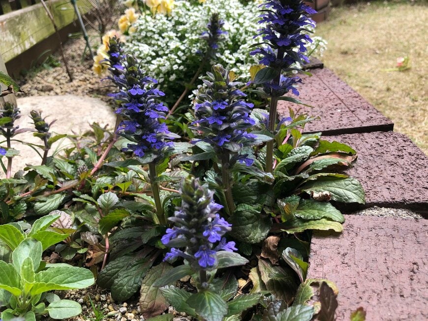 花壇で青い花を咲かせているアジュガ