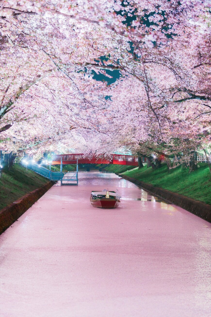 ピンク色の絨毯のような花筏