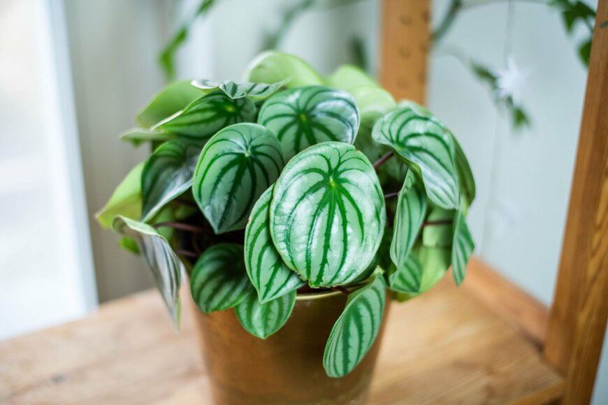 ペペロミア。つやつやした丸い葉っぱが特徴。多肉植物で品種が多い。