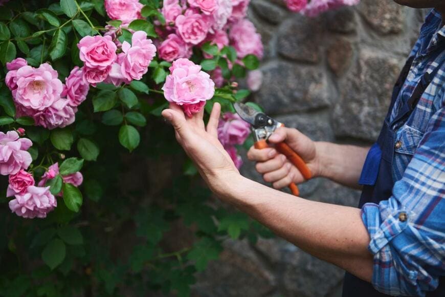 ピンクのバラを剪定しようとしている。手にはさみが握られている。ハサミの柄の色はオレンジ、ハサミを握る人物は青いチェックのシャツを着ている。