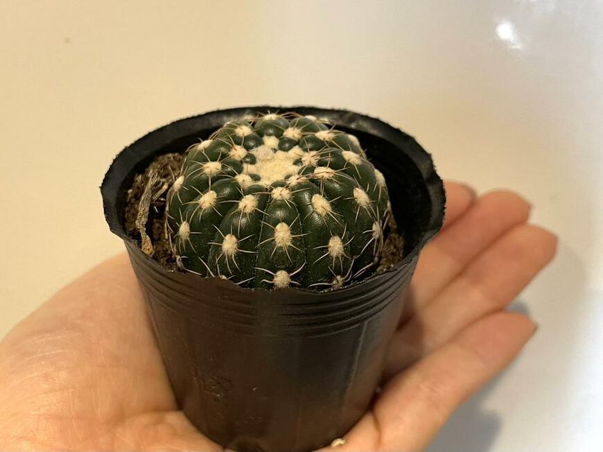 2号観葉サボテンアソート