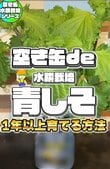 冬も室内で簡単！【食費節約ガーデニング】空き缶＆100均アイテムで《青しそ水耕栽培》1年で収穫20回超！？