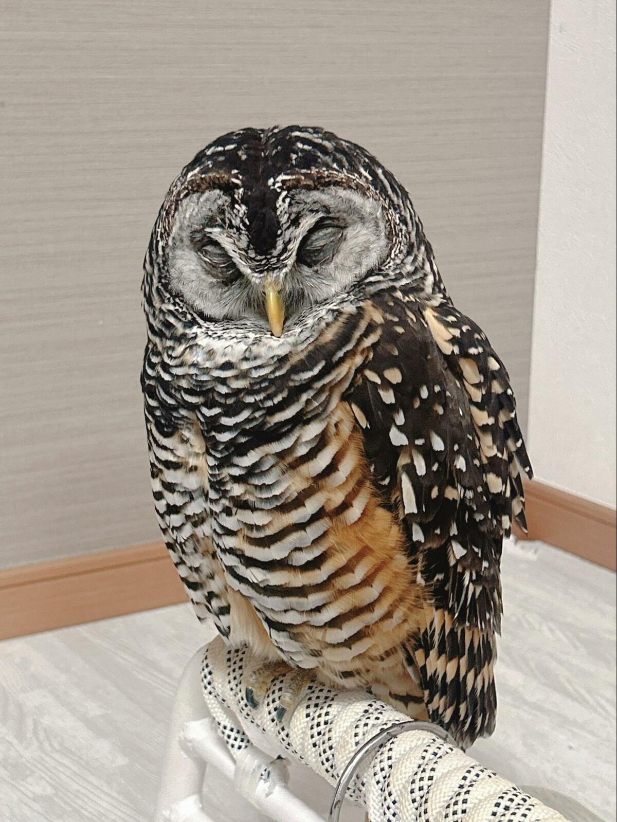 動かないフクロウ】いつもの場所で一時停止…？よく見ると→衝撃の姿に