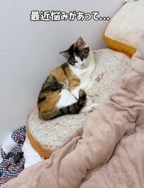 「なにか問題でも？」寄り添う3匹の猫→気持ちよさそうに眠っている場所に笑ってしまう