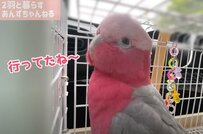 【ドライブを満喫するインコ】健康診断のためドライブ！楽しそうな姿に「こっちまで楽しい気持ちになる」の声