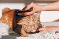 子供が欲しいと言った「猫の抜け毛」　想像の斜め上を行く使い道に「センスある」