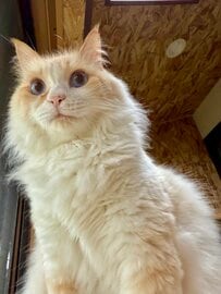 【センター争いする猫】保護猫の人間味あふれる行動に「とてもかわいい」の声