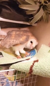 【奥でコソコソ……】イタズラ好きなフクロウさん　暗闇でなにかしていると思ったら…直後の衝撃の展開に思わず二度見