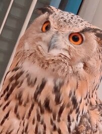 【そんな声で鳴くことあるの？】大声で鳴くフクロウ　意外な声に笑ってしまう