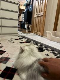 帰宅後に猫と戯れていると…　まさかの「視線」に笑ってしまう