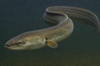 食べるために釣ったウナギを飼育　ペットのように懐く姿に「かわいい」「もう食べられない」