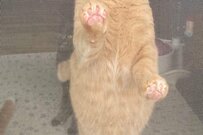 保護猫のかわいい直立あんよ姿がSNSで話題！