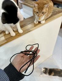 「犯猫はいったい誰？」床に落ちていたズボンの紐とそこに居合わせた３匹の容疑者猫たち。目をそらす猫ちゃんがちょっと怪しいけど…
