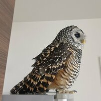 【横から見たフクロウ】飼い主さんの「とてもかわいい三角形」に思わず納得！美しい羽にも注目