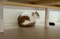 シャンプー嫌いの猫が勘違いした結果→驚きの激しい行動に！予想外の展開から目が離せない