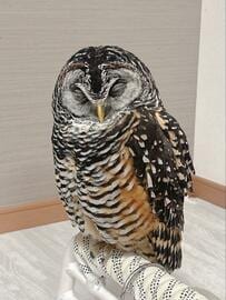 【動かないフクロウ】いつもの場所で一時停止…？よく見ると→衝撃の姿に思わずニッコリ