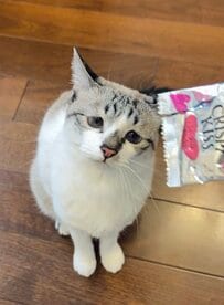 「今日のおやつはもうおしまいね！」空の袋を前に、上目づかいでじっと見つめる猫の「ぴえん顔」が愛らしい