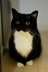 【これは完全に一致】名作映画に出て来そうな猫ちゃん？！そっくりな姿に思わず二度見