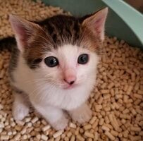 【話題】「前髪柄」の保護子猫　4年後の成長ぶりに1.9万いいねと驚きの声