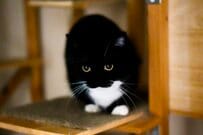 【猫たちの決定的瞬間】「めっちゃダイナミックな写真！」同居猫と戦う！？姿がSNSで反響続出