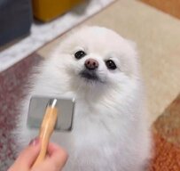 ブラッシングされる犬さん　あまりにも素敵な変化に「エグいかわいい…」