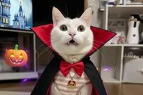 まるで「人間の子供」みたいに座る猫が話題に　思わず二度見してしまうポーズに「完璧なお座り」