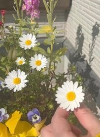 「まるで絵画のよう！」100均の〈クラフト紙・ラミネート・フレーム〉で→美しい〈押し花アート〉が作れる！