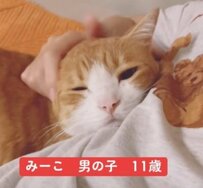 【悶絶】11歳猫の2つの表情ギャップに心が奪われる…SNSユーザーから「かわいい」「大好き」の声