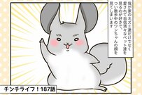 【チンチライフ第187話】自由でマイペース！ひとりっ子炸裂！でも憎めないチンチラ「あみだちゃん」の巻