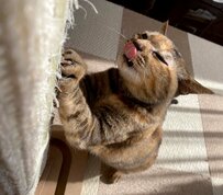 【ペロリ】爪研ぎに夢中な猫ちゃんを撮影してみると…舌が出ちゃった姿に思わず笑ってしまう