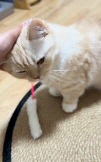 ナデナデされる猫ちゃんの表情や仕草が【反則級のキュート】多くのユーザーがメロメロに！