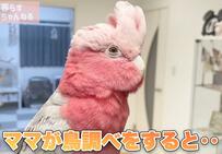 ママに説教されるインコの“予想外な反応”にほっこり！「本当に頭が良いですね」と大反響