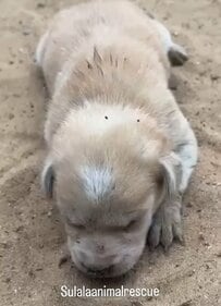 親切な住民が「生後間もない子犬」を保護　施設で「新たな母犬」に育てられることに