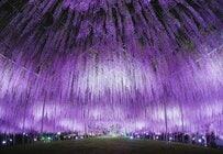 あしかがフラワーパークの大藤を撮影！天から降り注ぐような無数の花房に「花火みたい」「圧巻ですね」