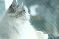 耳が4つあるように見える猫のラグドール　長い耳毛が生んだ不思議な姿に「かわいい」「仲間だ」